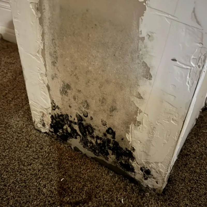 Professional Mold Removal in Randolph County, NC